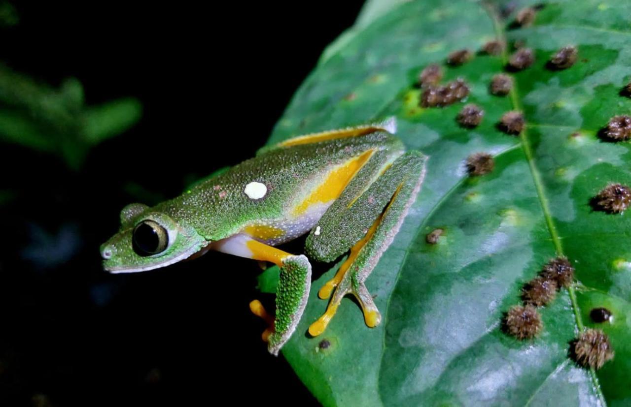 Wild Wasi Lodge - Adventures - Guided Tours Puyo Luaran gambar