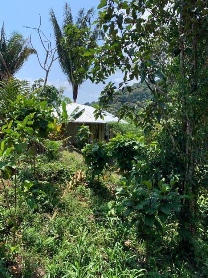 Wild Wasi Lodge - Adventures - Guided Tours Puyo Luaran gambar