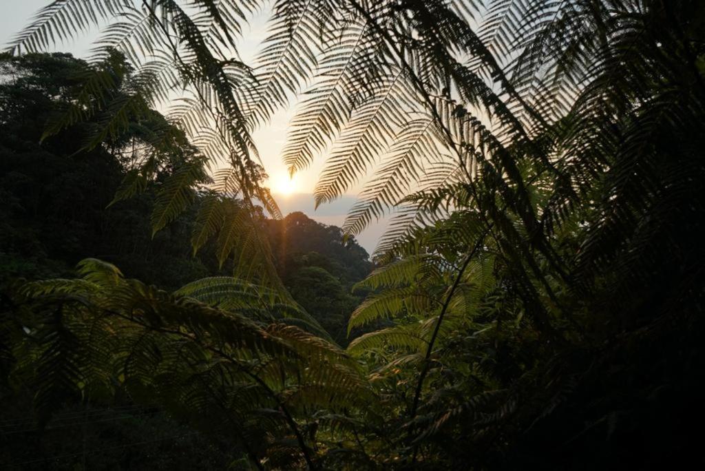 Wild Wasi Lodge - Adventures - Guided Tours Puyo Luaran gambar