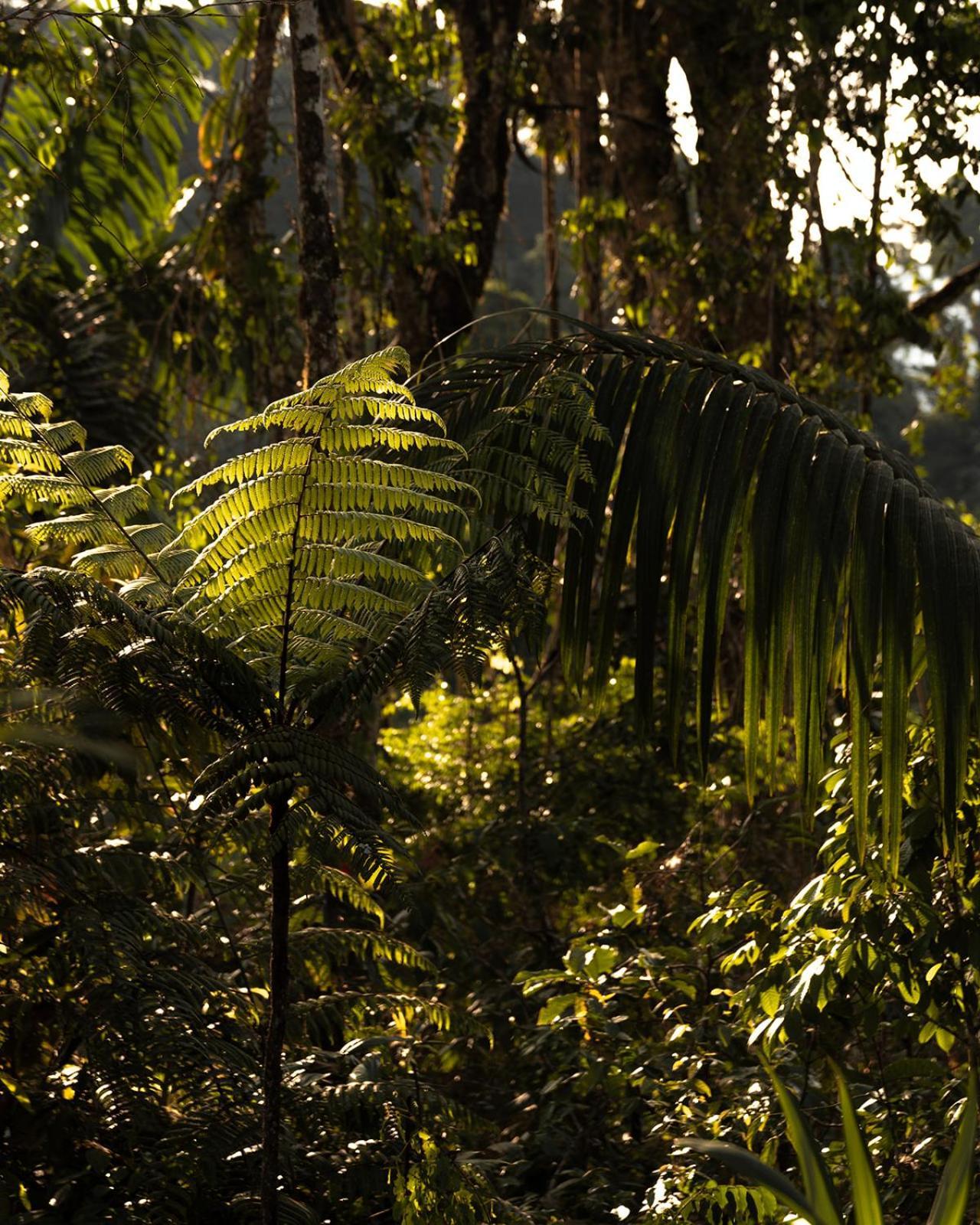 Wild Wasi Lodge - Adventures - Guided Tours Puyo Luaran gambar