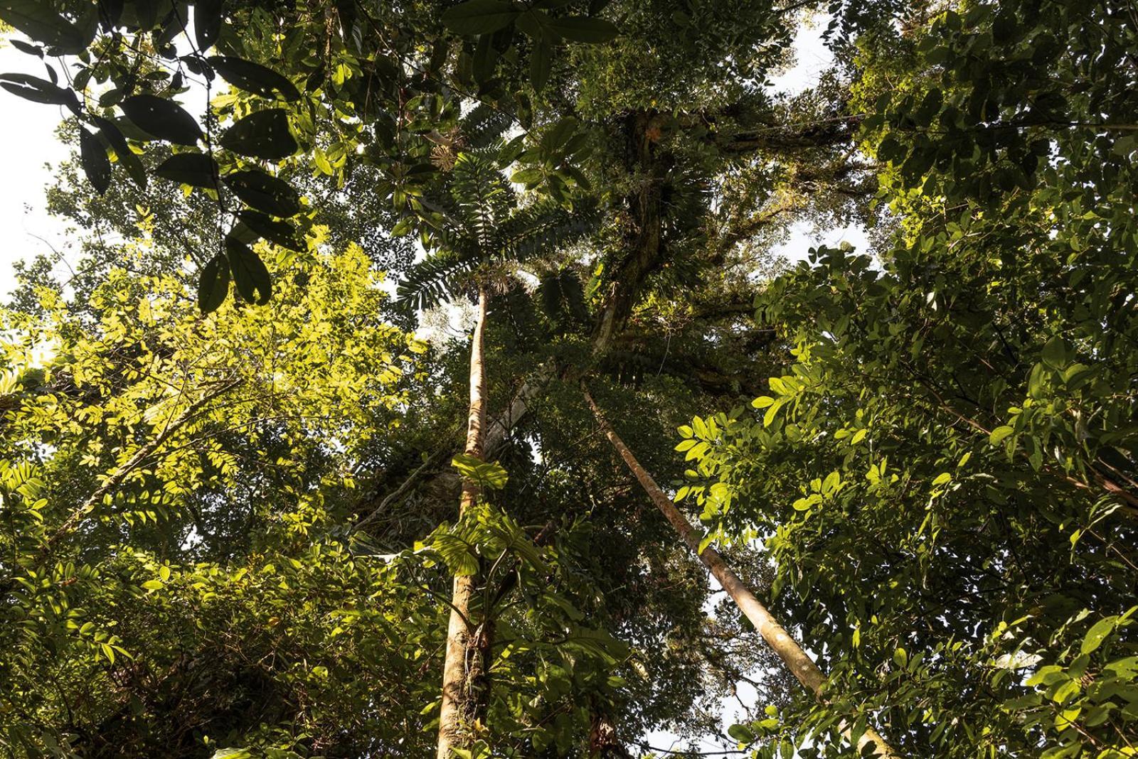 Wild Wasi Lodge - Adventures - Guided Tours Puyo Luaran gambar